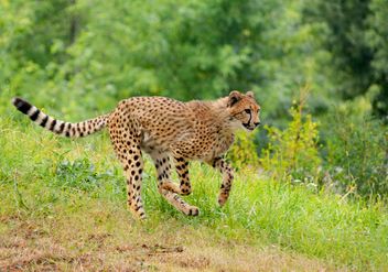 Cheetah on green grass - бесплатный image #229543